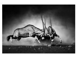 image LAND Digitaldruck auf Acrylglas 2 Kämpfende Oryx  | Schubiger Möbel