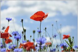 image LAND Bild mit Rahmen Blüten Vor Blauem Himmel  | Schubiger Möbel