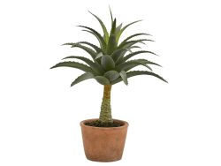 Edg Agave im Topf H: 44 cm  | Schubiger Möbel