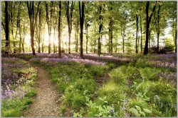 image LAND Bild mit Rahmen Waldweg  | Schubiger Möbel