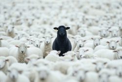 image LAND Acrylglasbild Black Sheep  | Schubiger Möbel