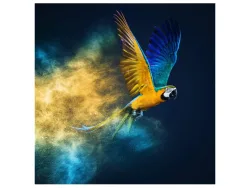 image LAND Digitaldruck auf Glas Fliegender Papagei  | Schubiger Möbel