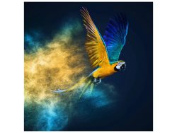 image LAND Digitaldruck auf Glas Fliegender Papagei  | Schubiger Möbel