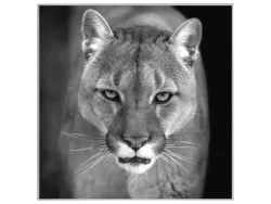 image LAND Bild mit Rahmen Puma  | Schubiger Möbel