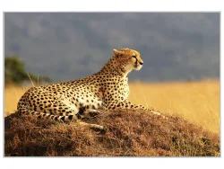 image LAND Bild mit Rahmen Gepard  | Schubiger Möbel