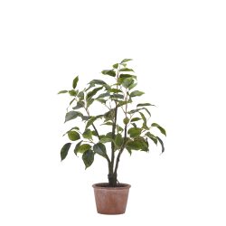 Edg Kunstpflanze Ficusbaum H: 51 cm  | Schubiger Möbel
