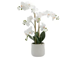 Edg Kunstpflanze Orchidee im Topf H: 65 cm  | Schubiger Möbel