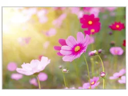 image LAND Bild mit Rahmen Zarte Rosa Blüten 2  | Schubiger Möbel