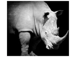 image LAND Alubild Nashorn  | Schubiger Möbel