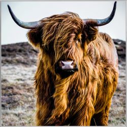 image LAND Bild mit Rahmen Hochlandrind  | Schubiger Möbel
