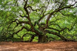 image LAND Alubild Verzweigter Baum  | Schubiger Möbel