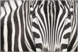image LAND Bild mit Rahmen Zebra  | Schubiger Möbel