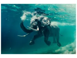 image LAND Alubild Schwimmender Elefant  | Schubiger Möbel
