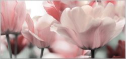 image LAND Bild mit Rahmen Blüten in Rose  | Schubiger Möbel