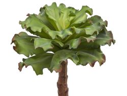 Edg Sukkulente Grün H: 36 cm Grün | Schubiger Möbel