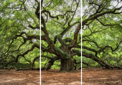 image LAND Alubild Verzweigter Baum  | Schubiger Möbel