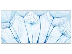 image LAND Bild mit Rahmen Pusteblumen in Blau  | Schubiger Möbel