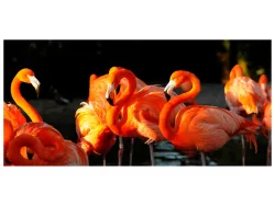 image LAND Alubild Flamingos  | Schubiger Möbel