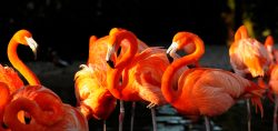 image LAND Alubild Flamingos  | Schubiger Möbel