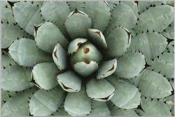 image LAND Bild mit Rahmen Agave  | Schubiger Möbel