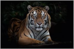image LAND Bild mit Rahmen Imposanter Tiger  | Schubiger Möbel