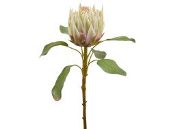 Edg Protea Cream H: 66 cm  | Schubiger Möbel