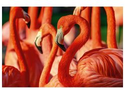 image LAND Digitaldruck auf Acrylglas Flamingos  | Schubiger Möbel