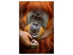 image LAND Bild mit Rahmen Orang-Utan  | Schubiger Möbel