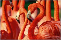 image LAND Bild mit Rahmen Flamingos  | Schubiger Möbel