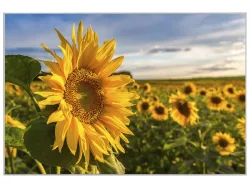 image LAND Bild mit Rahmen Sonnenblumenfeld  | Schubiger Möbel