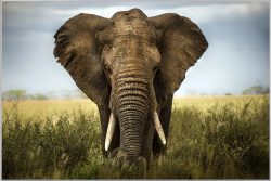 image LAND Bild mit Rahmen Grosser Elefant  | Schubiger Möbel