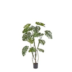 Edg Kunstpflanze Monstera H: 150 cm  | Schubiger Möbel