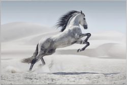 image LAND Bild mit Rahmen Wildpferd  | Schubiger Möbel