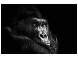 image LAND Digitaldruck auf Glas Gorilla  | Schubiger Möbel