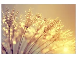 image LAND Bild mit Rahmen Pusteblume mit Morgentau  | Schubiger Möbel