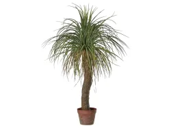 Edg Kunstpflanzen Beaucarnea H: 100 cm  | Schubiger Möbel