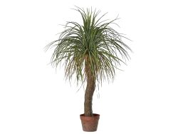 Edg Kunstpflanzen Beaucarnea H: 100 cm  | Schubiger Möbel