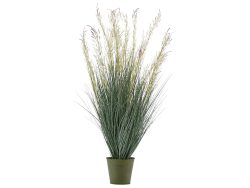 Edg Festuca Im Topf Cream H: 100 cm  | Schubiger Möbel