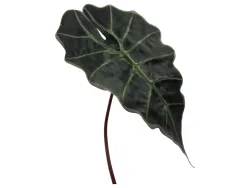 Gasper Kunstblume Alocasienblatt H: 67 cm  | Schubiger Möbel