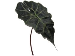 Gasper Kunstblume Alocasienblatt H: 67 cm  | Schubiger Möbel