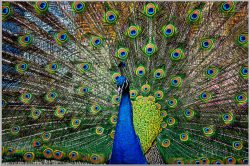 image LAND Bild mit Rahmen Stolzer Pfau  | Schubiger Möbel