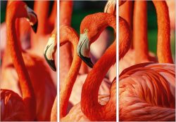image LAND Bild mit Rahmen Flamingos  | Schubiger Möbel