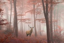 image LAND Alubild Hirsch im Herbstwald  | Schubiger Möbel
