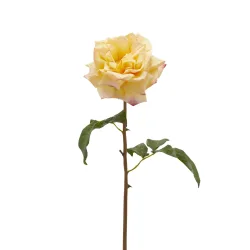 Edg Kunstblume Rose Hellgelb H: 50 cm  | Schubiger Möbel