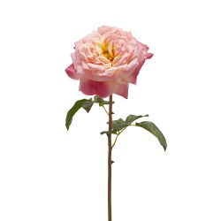 Edg Kunstblume Rose Rosa H: 50 cm  | Schubiger Möbel