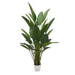 Edg Kunstpflanze Strelitzie H: 245 cm  | Schubiger Möbel