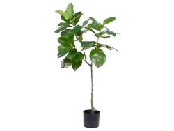 Edg Kunstpflanze Ficusbaum H: 120 cm  | Schubiger Möbel