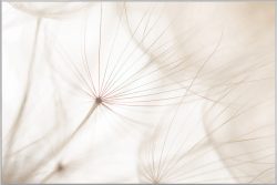 image LAND Bild mit Rahmen Pusteblume 2  | Schubiger Möbel