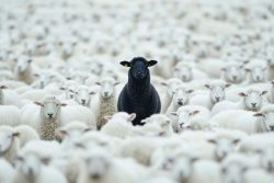 image LAND Acrylglasbild Black Sheep  | Schubiger Möbel