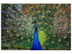 image LAND Digitaldruck auf Glas Stolzer Pfau  | Schubiger Möbel